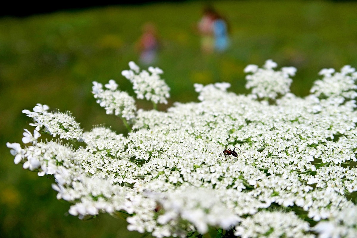 photo "***" tags: macro and close-up, nature, 