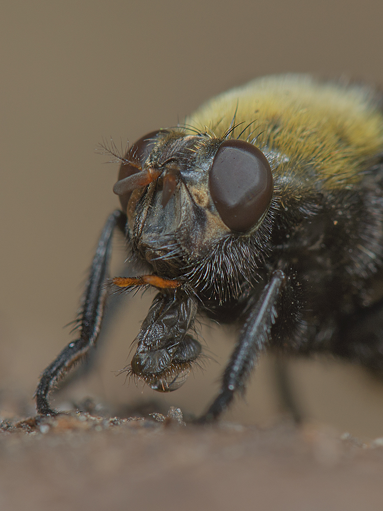 photo "***" tags: macro and close-up, Насекомые