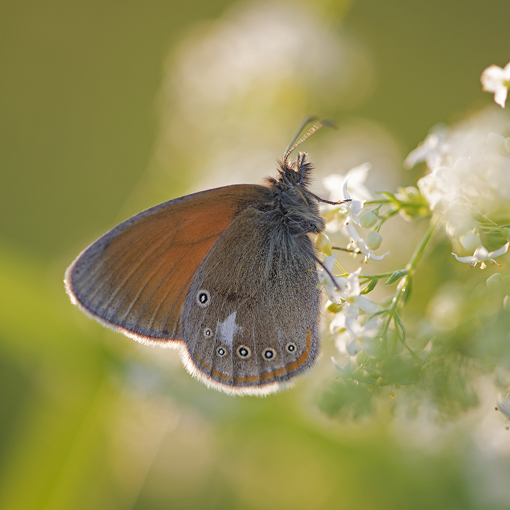 photo "***" tags: macro and close-up, Насекомые, бабочки