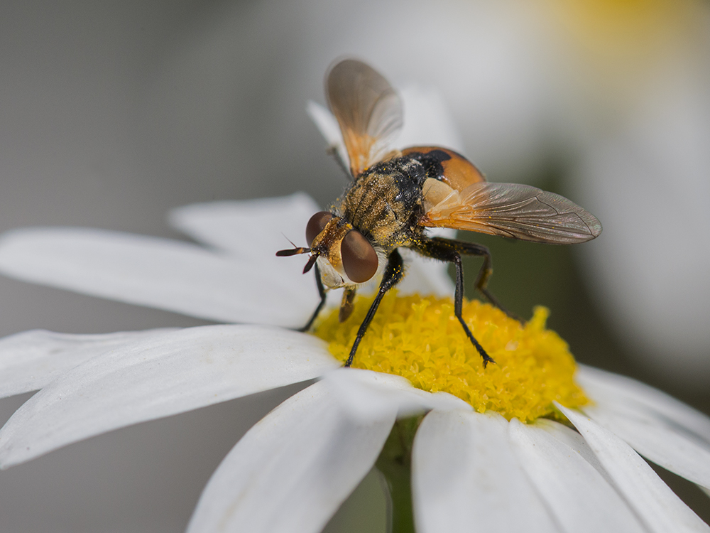 photo "***" tags: macro and close-up, Насекомые