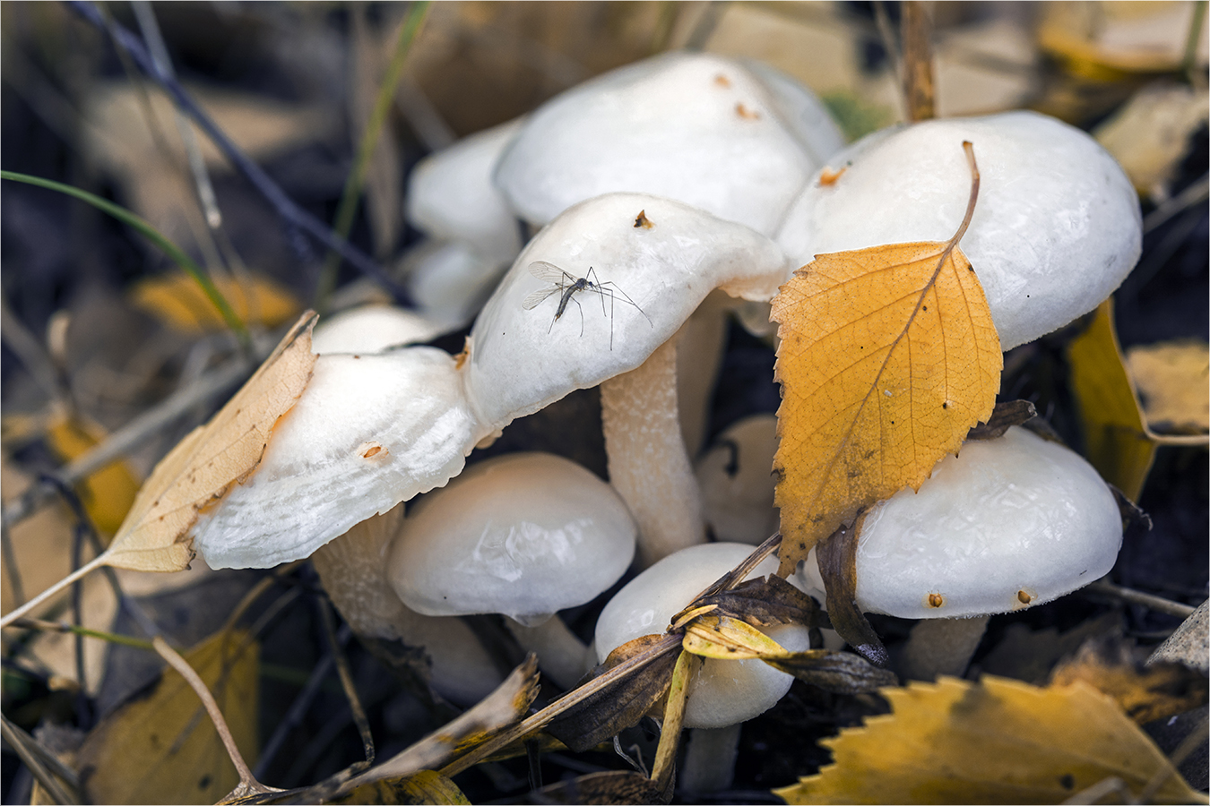 photo "***" tags: macro and close-up, nature, autumn, грибы, комар, листья