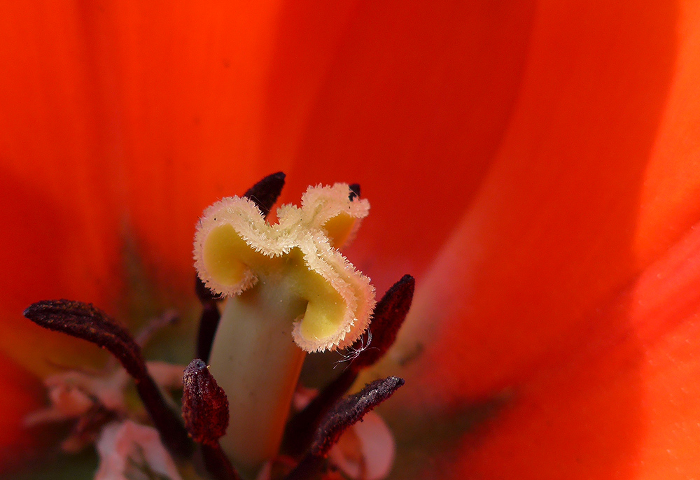 photo "Red and White" tags: nature, macro and close-up, reporting, 