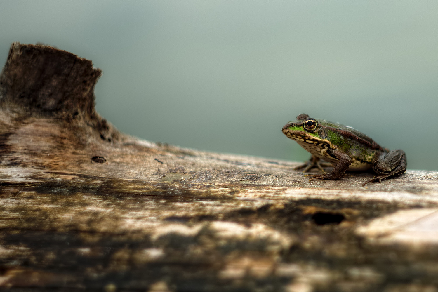 photo "***" tags: macro and close-up, 