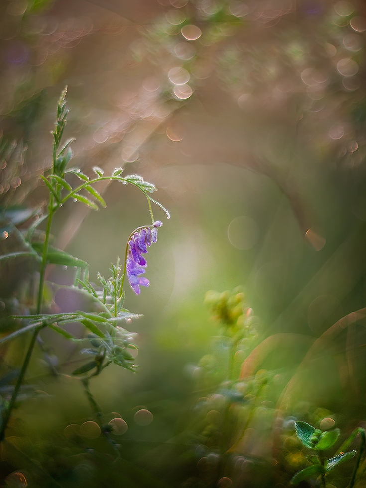 photo "***" tags: macro and close-up, nature, 