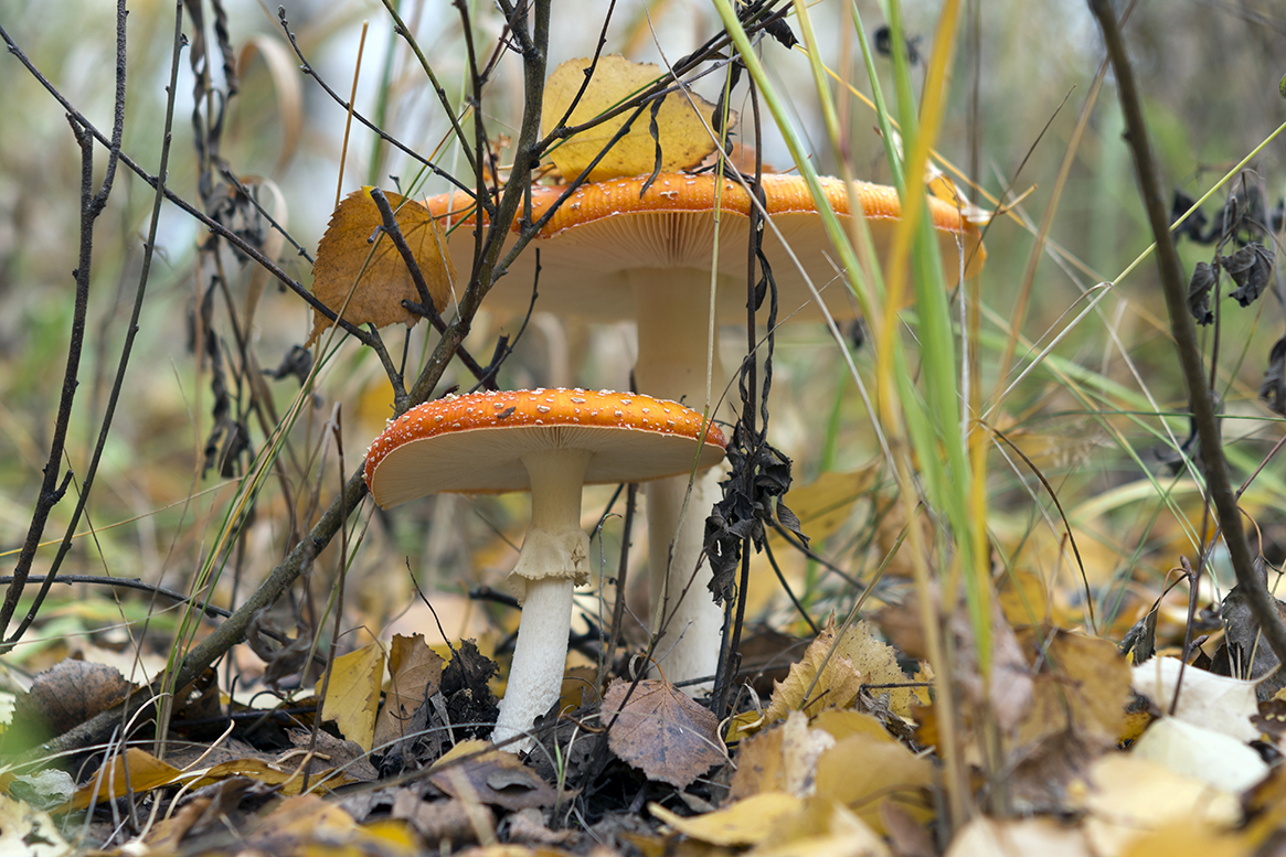 photo "***" tags: nature, macro and close-up, autumn, грибы, мухоморы