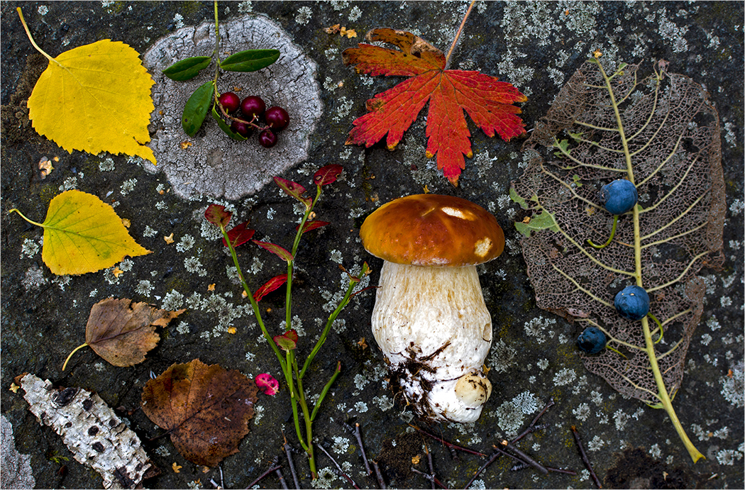 photo "***" tags: macro and close-up, still life, autumn, stone, Ягоды, гриб, листья