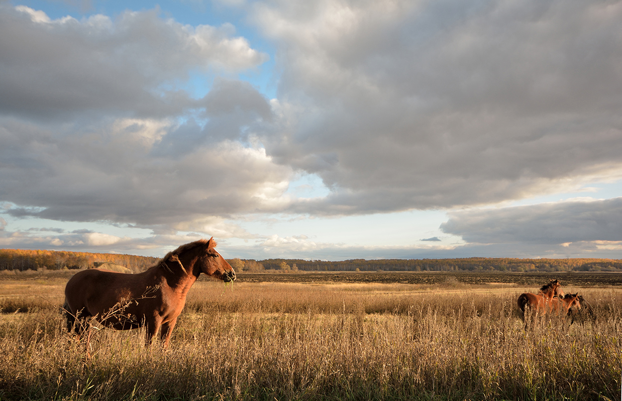 photo "***" tags: landscape, nature, 