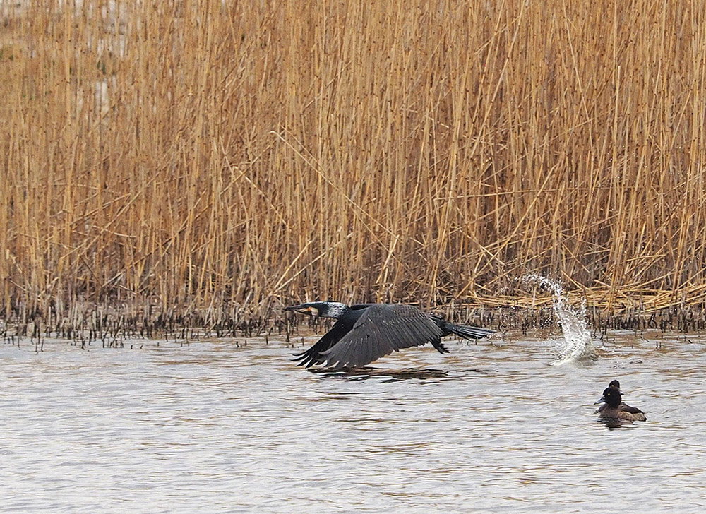 photo "Cormoran In Flight" tags: nature, portrait, reporting, 