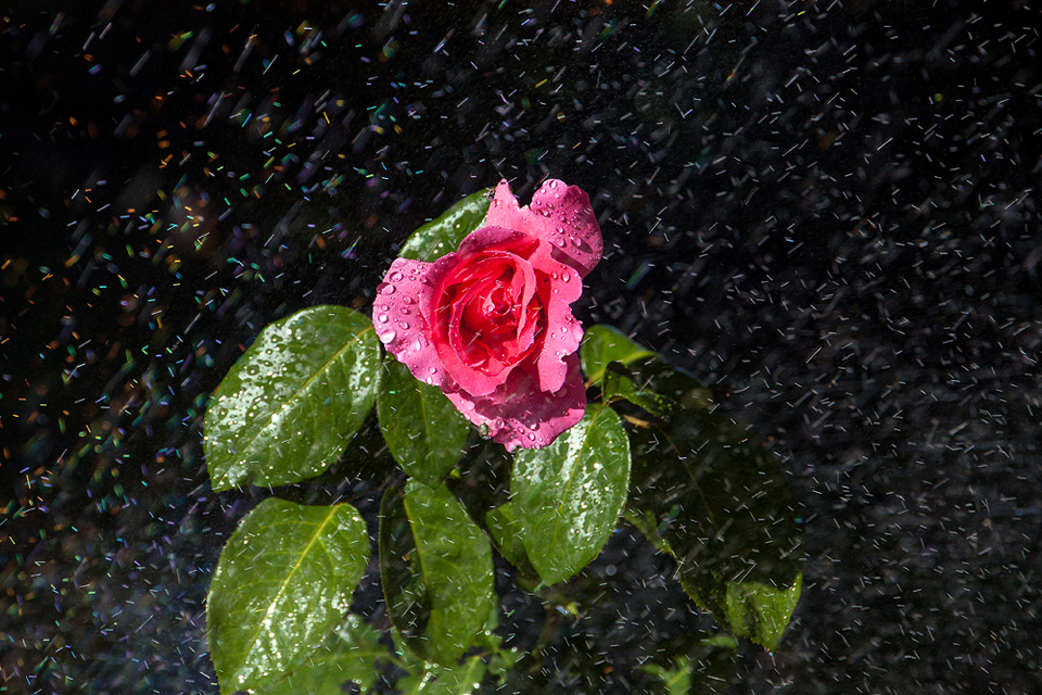 photo "Rose bathing" tags: macro and close-up, 