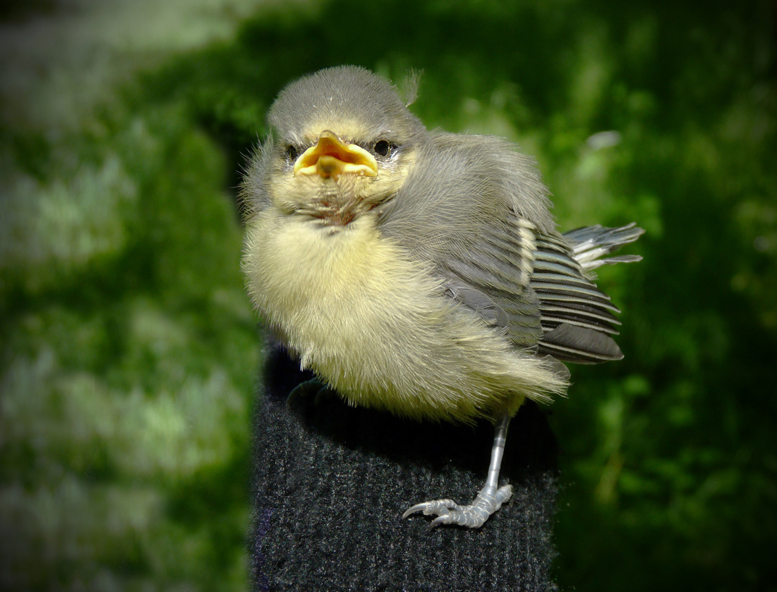 photo "***" tags: macro and close-up, nature, wild animals