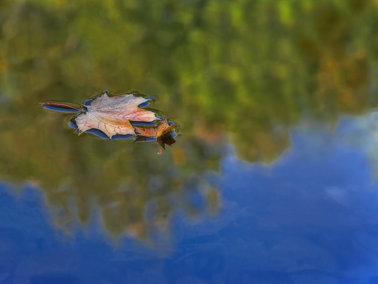 photo "***" tags: nature, macro and close-up, 