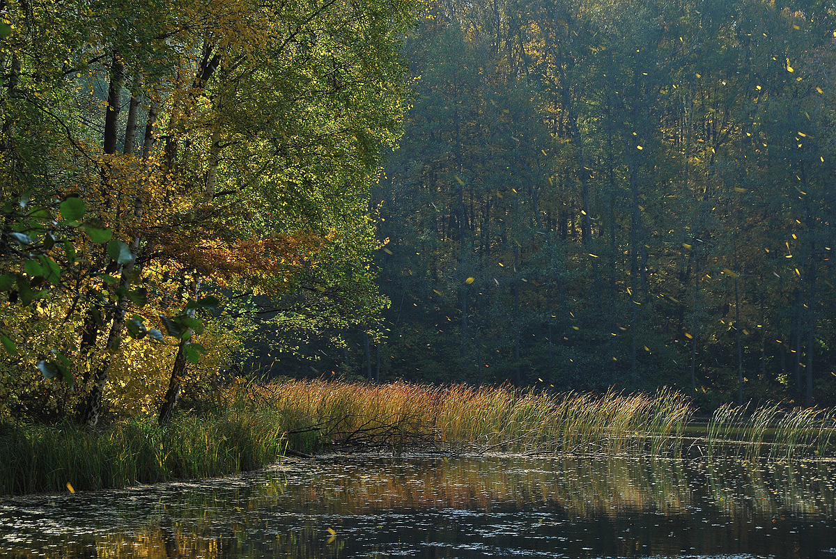 photo "***" tags: landscape, autumn, lake, листопад