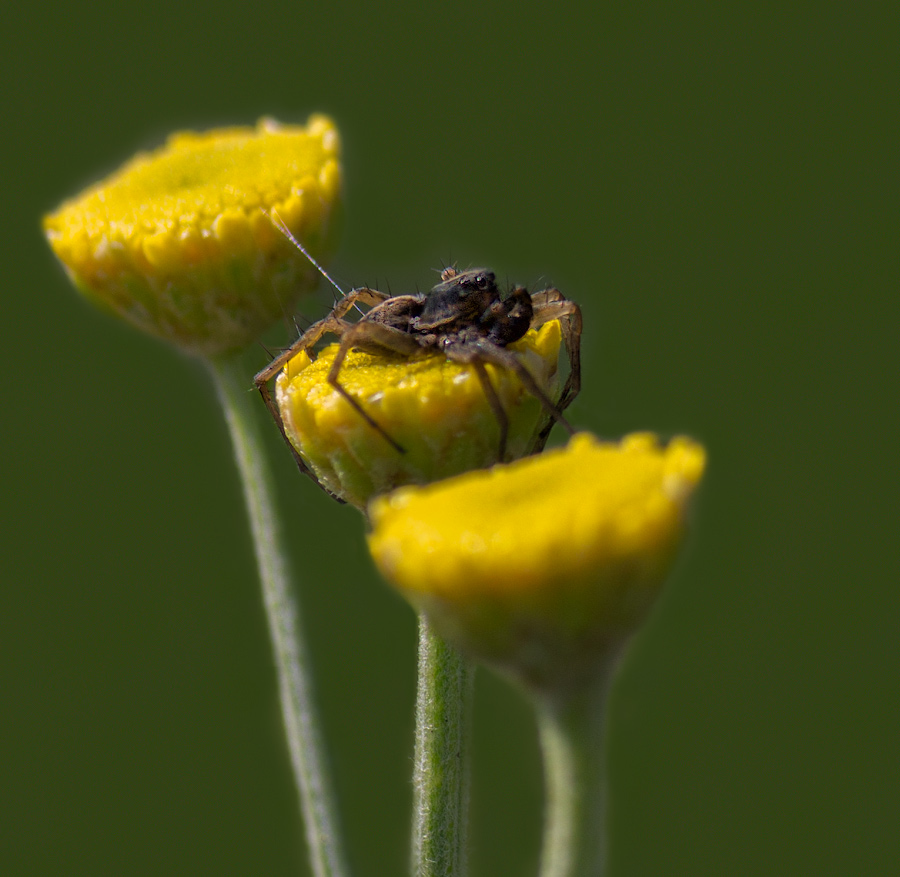 photo "***" tags: macro and close-up, 