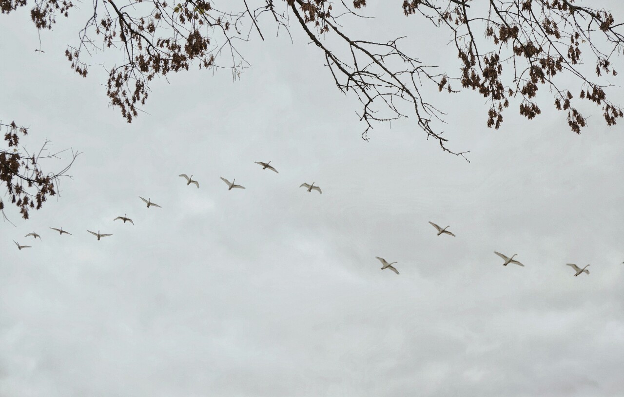 фото "Над землёй летели лебеди..." метки: , 