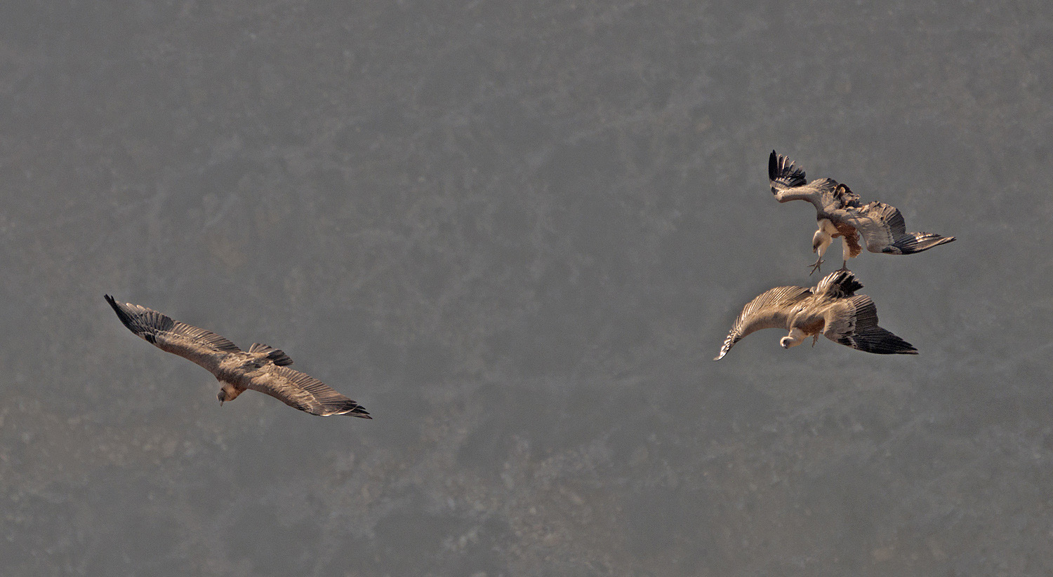 photo "***" tags: nature, flight, wild animals, wings, Сип, размах