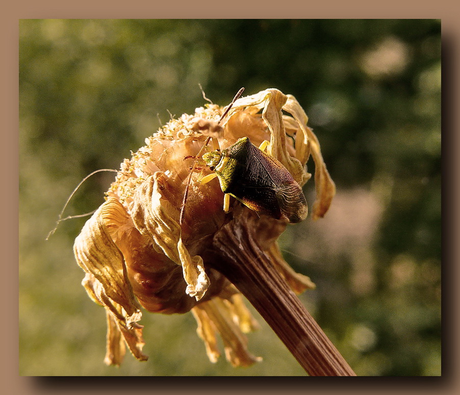 photo "***" tags: macro and close-up, 