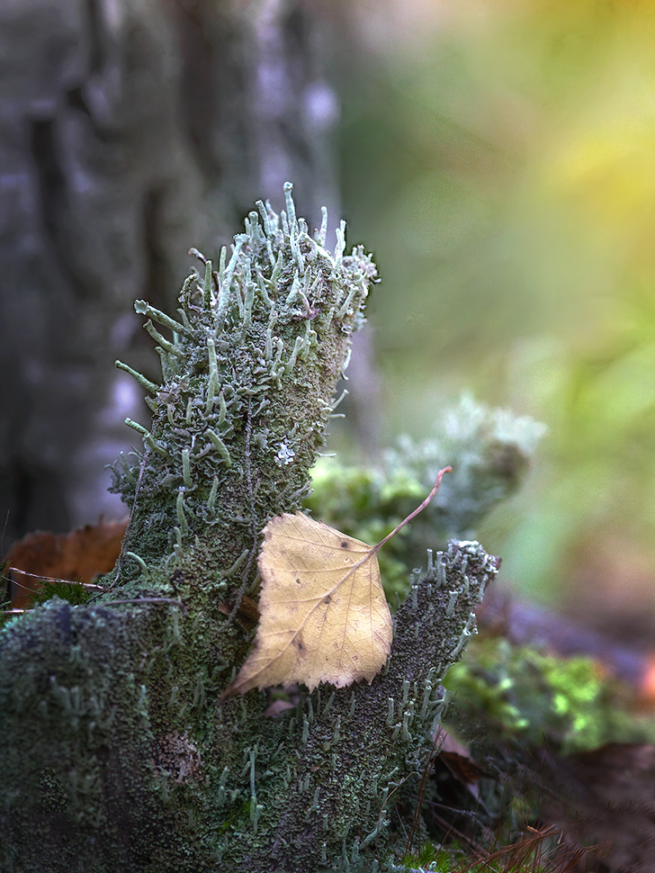 photo "***" tags: macro and close-up, nature, 