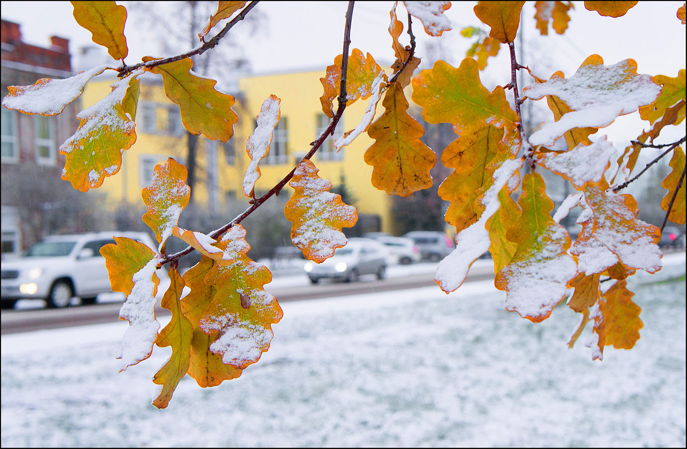 photo "***" tags: nature, street, Дубок, первый снег, улица с авто