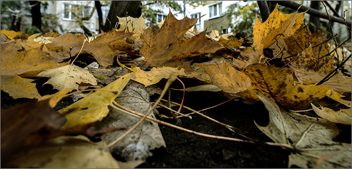 photo "***" tags: nature, still life, misc., 