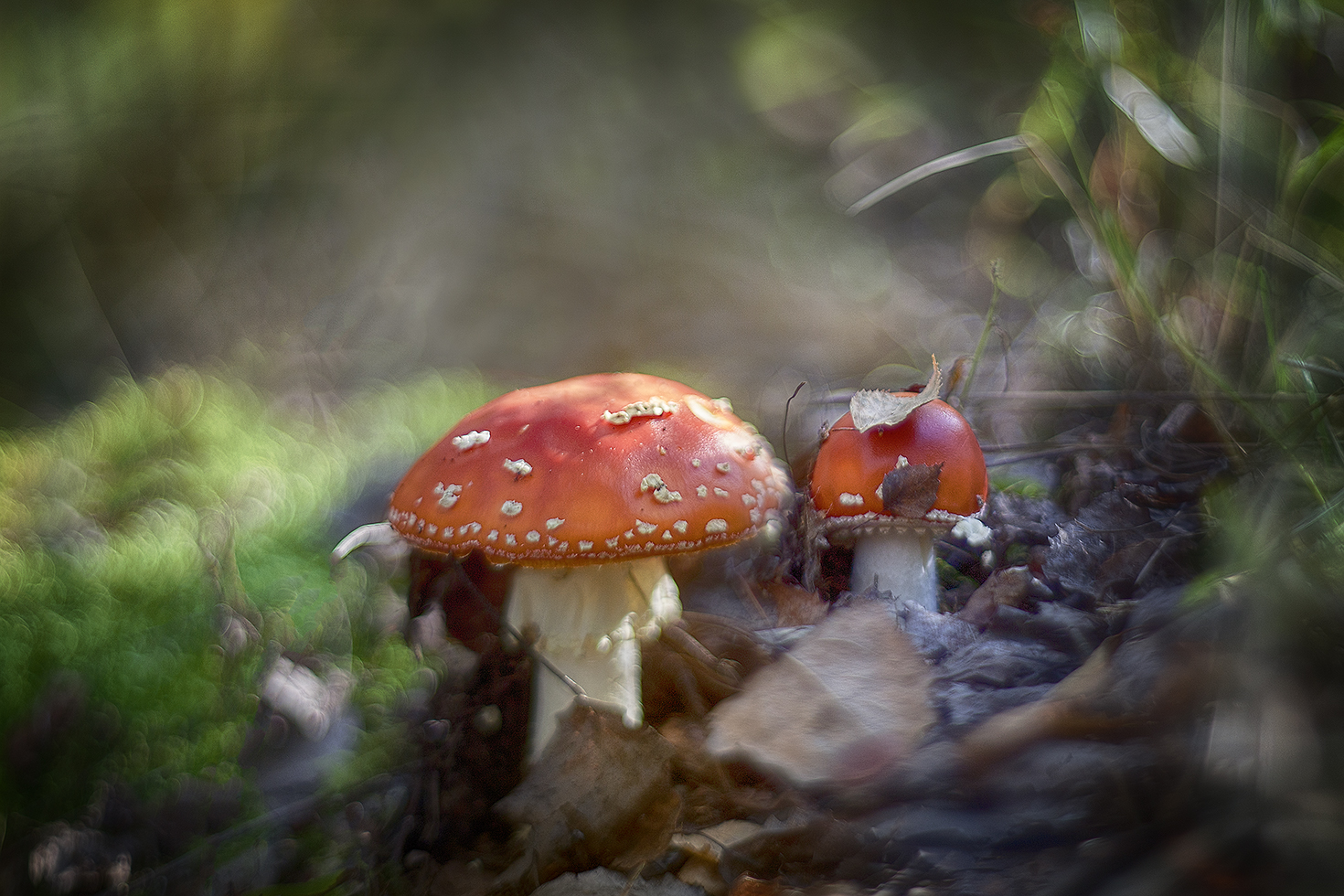 photo "***" tags: macro and close-up, 