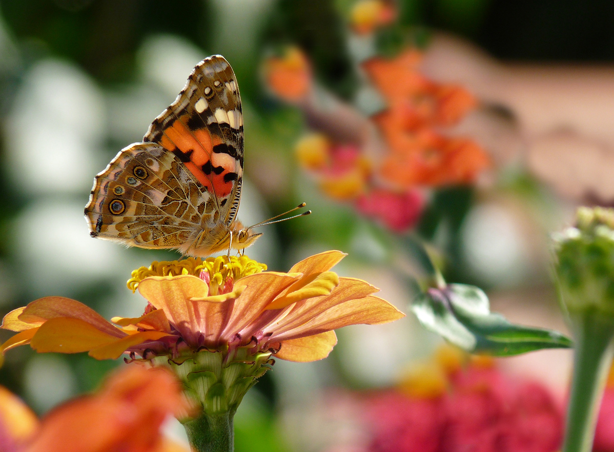 photo "***" tags: macro and close-up, insect