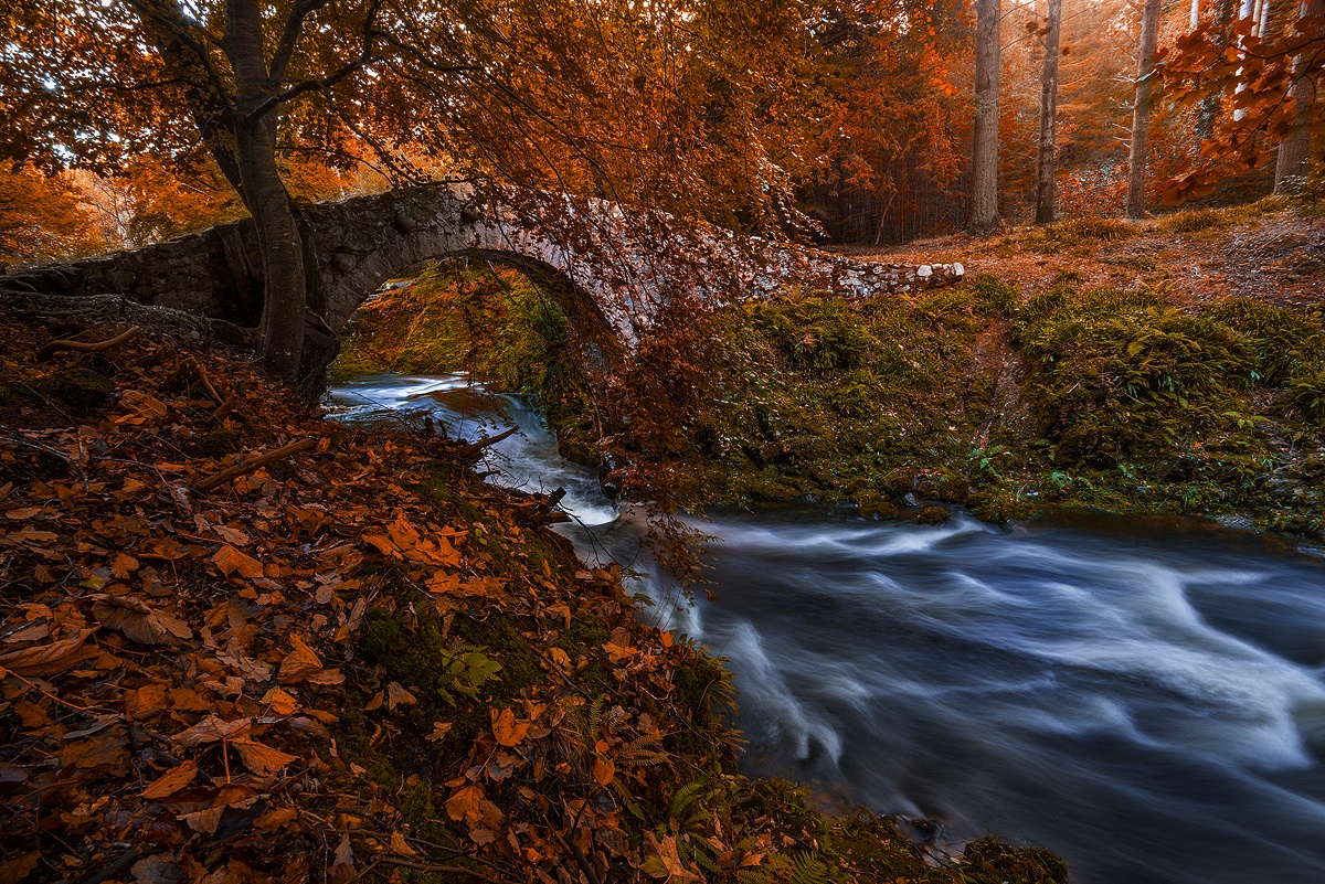 photo "Foley's Bridge" tags: landscape, travel, nature, Ireland, autumn, forest, water