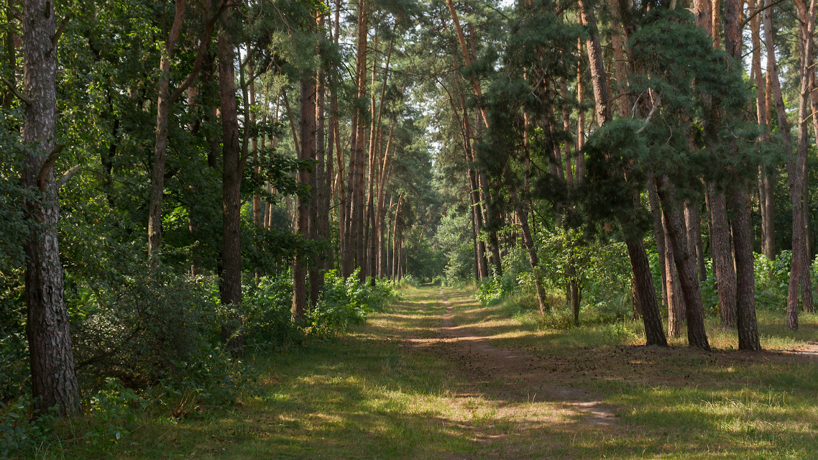 photo "***" tags: landscape, nature, forest