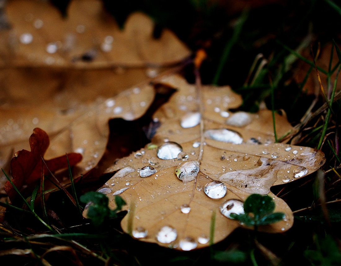 photo "Autumn Leaf" tags: nature, macro and close-up, still life, 