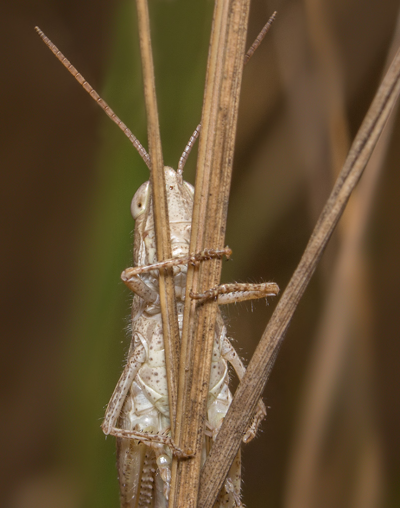 photo "***" tags: macro and close-up, 