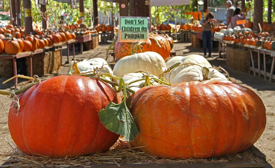 photo "'Tis The Season" tags: still life, genre, autumn, harvest, pumpkins, season