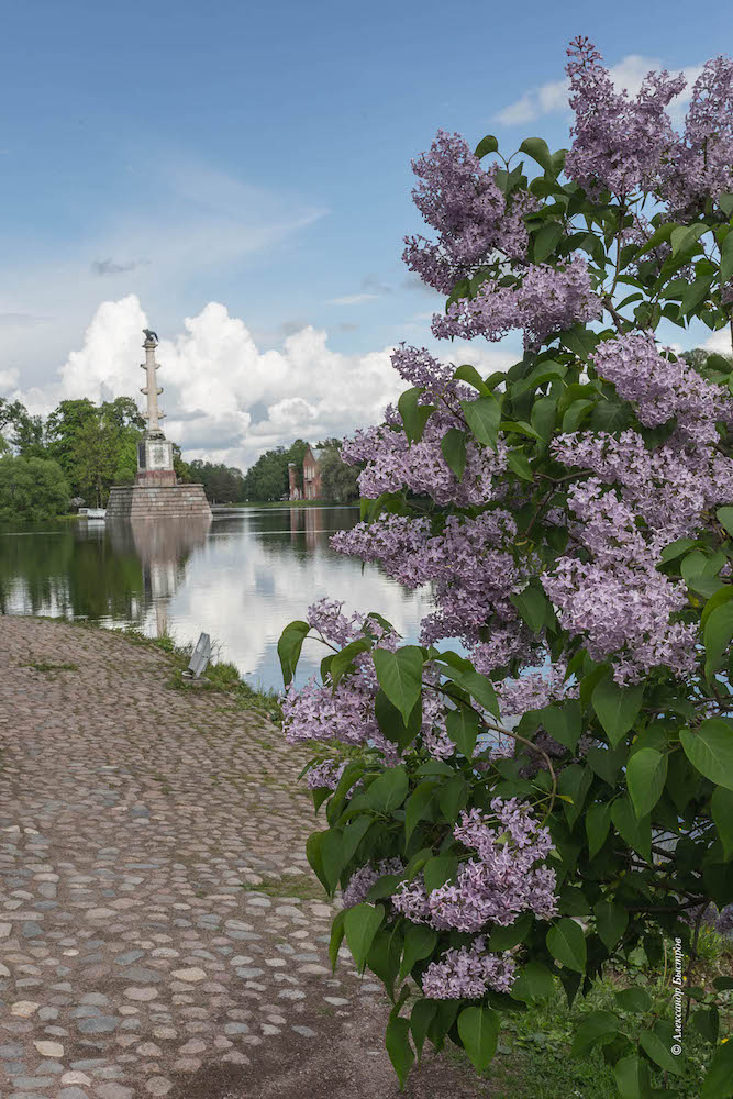 photo "***" tags: landscape, nature, Russia, St. Petersburg, flowers, питер, царское село