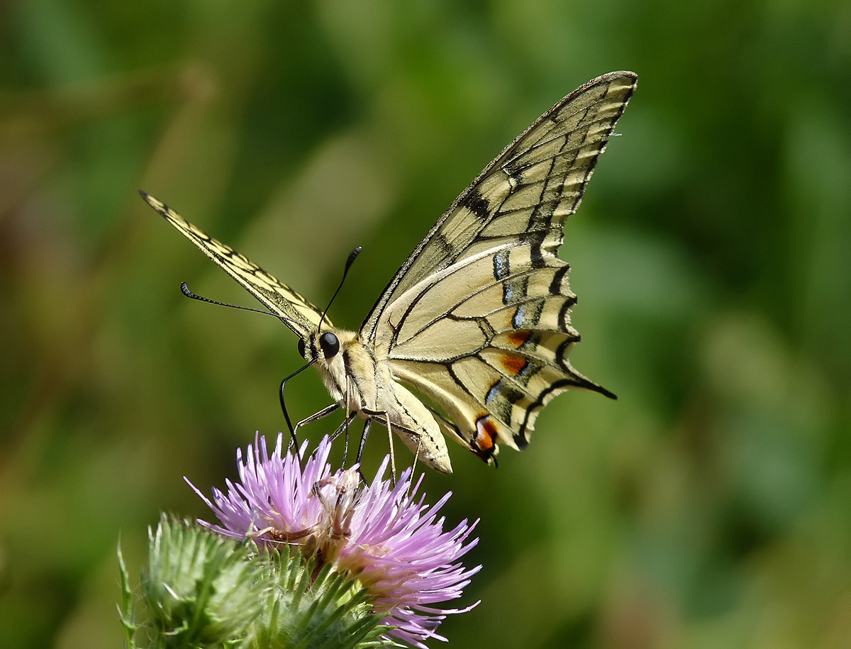 photo "***" tags: macro and close-up, insect