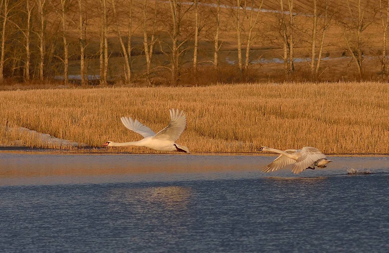 photo "***" tags: nature, 