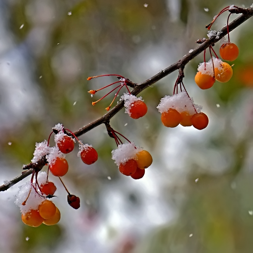 photo "first snow" tags: nature, snow, яблочки