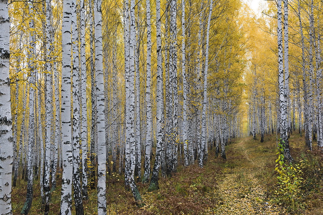 photo "***" tags: landscape, autumn, forest, Тропинка, берёзовая роща, желтые листья