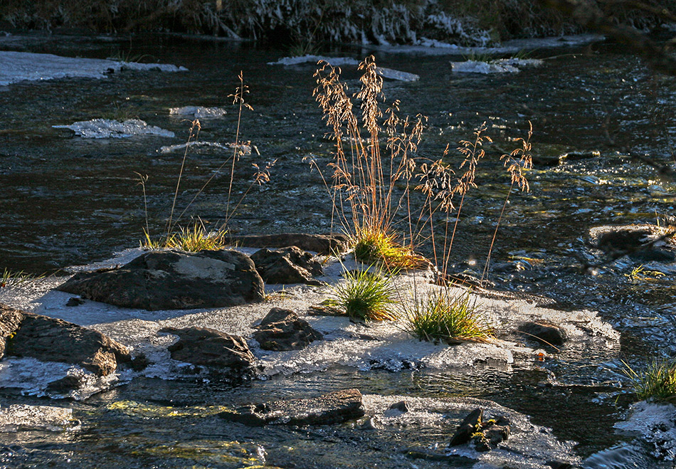 фото "soon winter ..." метки: природа, 