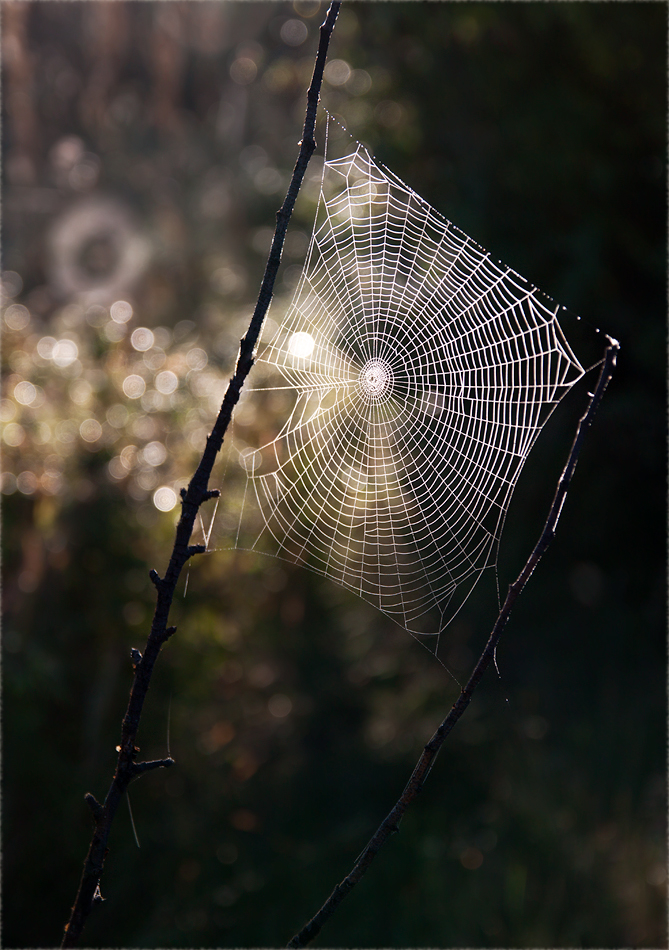 photo "***" tags: nature, macro and close-up, 