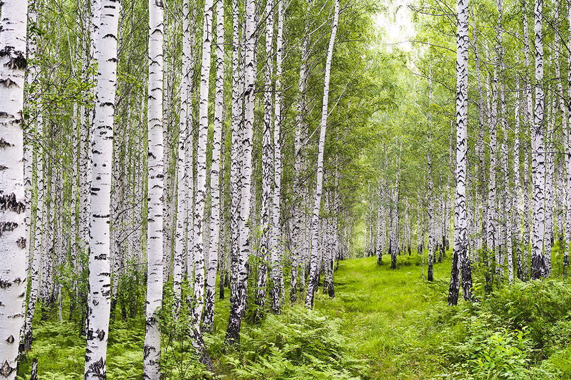 photo "***" tags: landscape, birches, summer, берёзовая роща