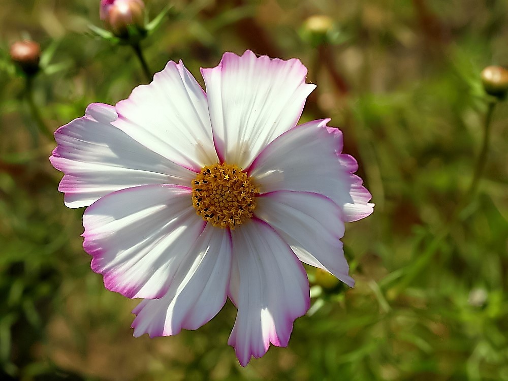 photo "A Litle Flower..." tags: macro and close-up, nature, 