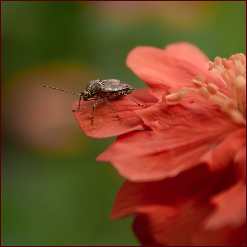 photo "***" tags: macro and close-up, 