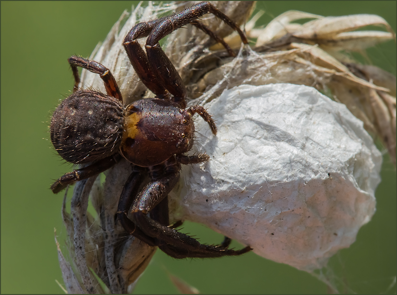 photo "***" tags: macro and close-up, 