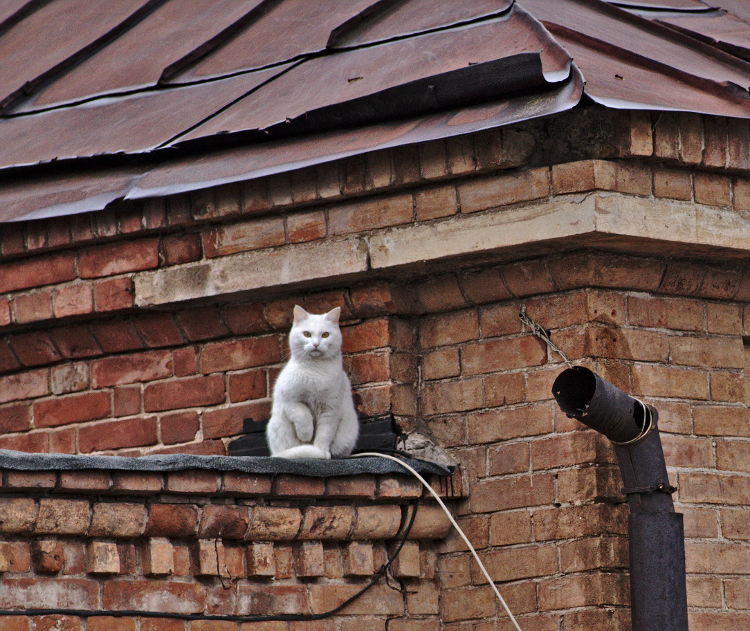 photo "***" tags: city, pets/farm animals