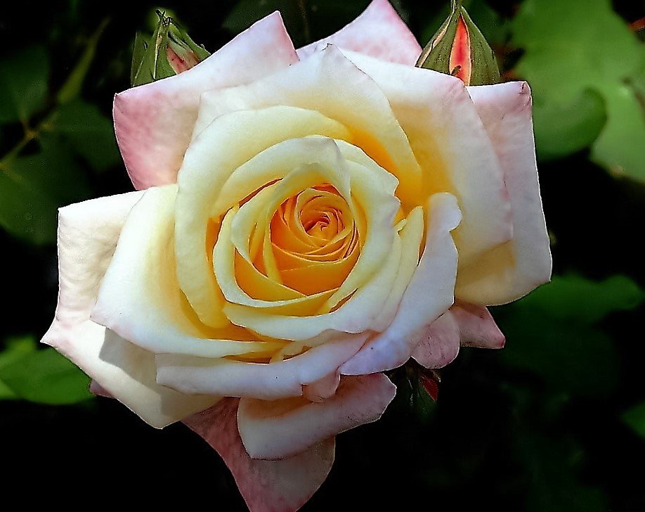 photo "Rose..." tags: macro and close-up, nature, old-time, 