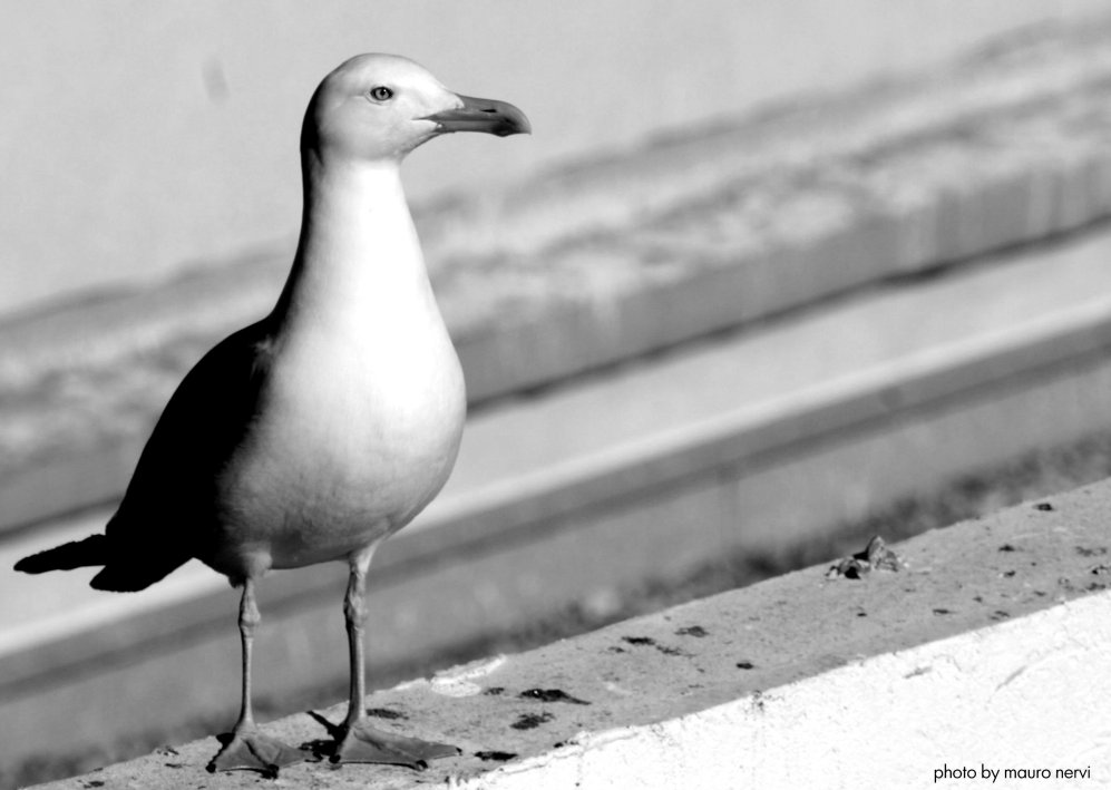 photo "seagull portrait" tags: black&white, 