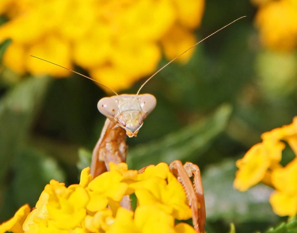 фото "Peeking Mantis" метки: природа, макро и крупный план, closeup, macro, mantis, praying mantis, насекомое