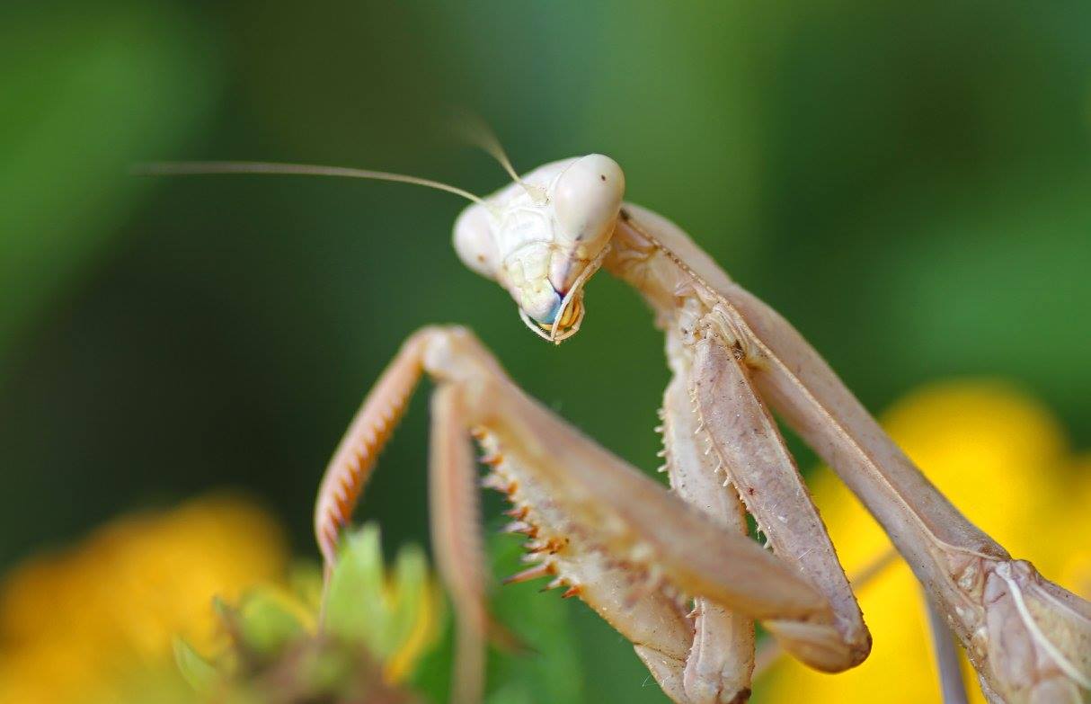 photo "***" tags: nature, macro and close-up, closeup, insect, macro, mantis, praying mantis