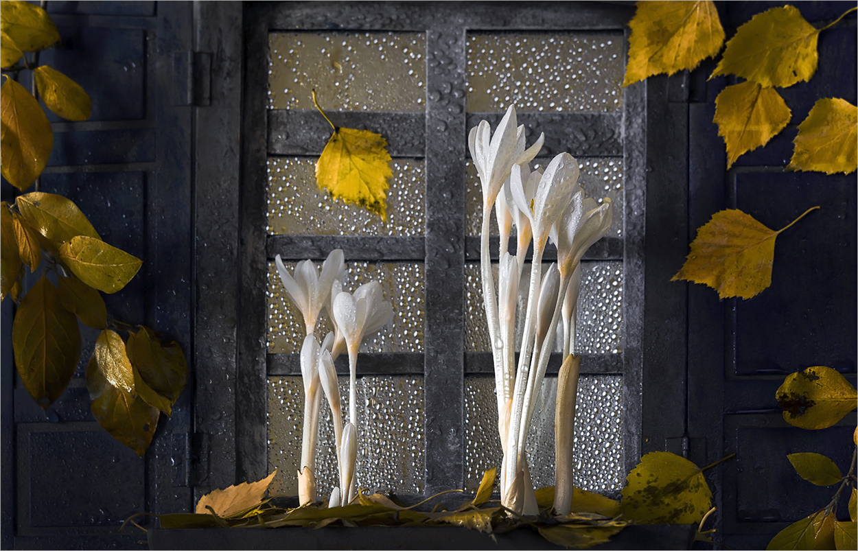 фото "Осенние подснежники" метки: натюрморт, макро и крупный план, дождь, окно, осенние листья, осень, цветы