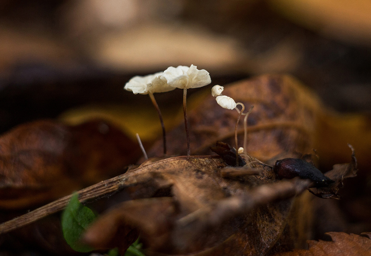 photo "***" tags: , autumn, грибы, листья, макро, макросъёмка, макрофото, октябрь