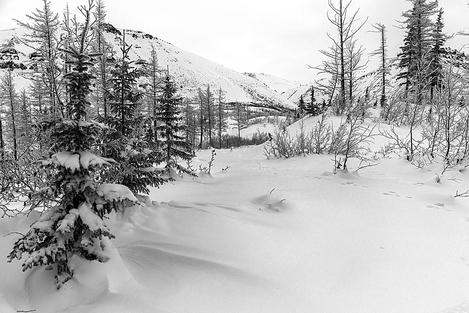 фото "Зимы начало" метки: пейзаж, черно-белые, 