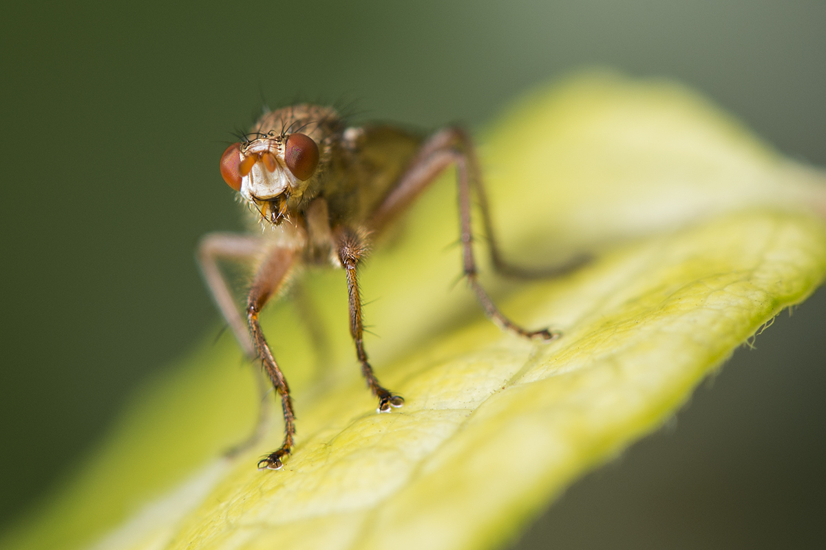 photo "***" tags: macro and close-up, Насекомые